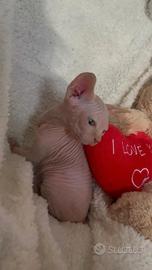 sphynx