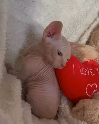 sphynx