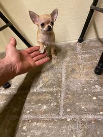 Cuccioli di chihuahua mini toy e toy