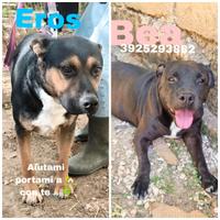 Due amici fedeli in adozione