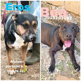 Due amici fedeli in adozione