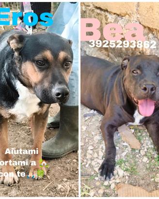 Due amici fedeli in adozione