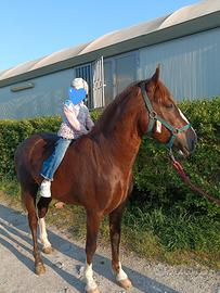 Cavallo