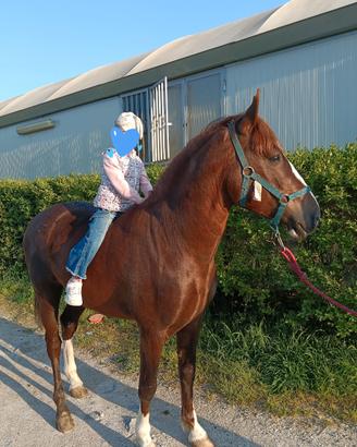 Cavallo