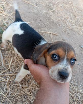 Beagle