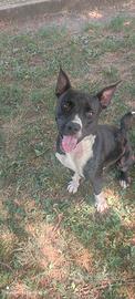 Jasper in adozione- cucciolo trovato abbandonato
