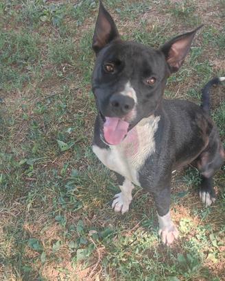 Jasper in adozione- cucciolo trovato abbandonato