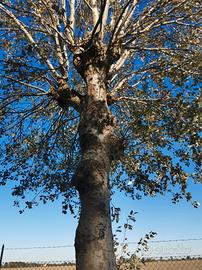 alberi