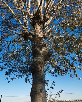 alberi