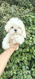 Maltese coreano