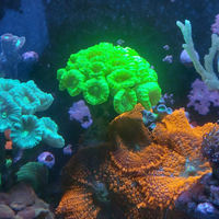 TALEA e FRAG CORALLO ACQUARIO MARINO