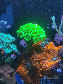 TALEA e FRAG CORALLO ACQUARIO MARINO
