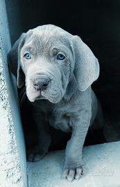Cuccioli di Weimaraner bracco