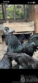 Galline Ayman Cemani