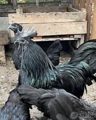 Galline Ayman Cemani