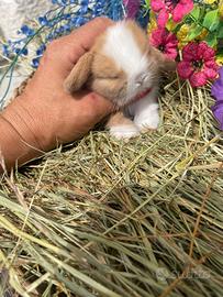Cuccioli coniglio minilop split occhi blu