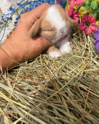 Cuccioli coniglio minilop split occhi blu