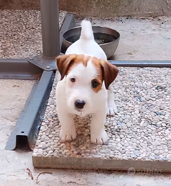 maschi di Jack Russell Terrier 