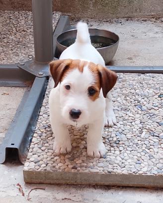 maschi di Jack Russell Terrier 