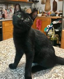 Gattina