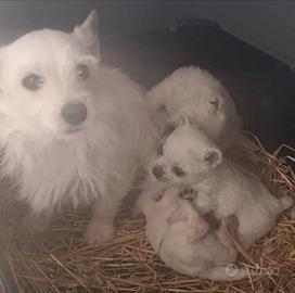West highland White terrier