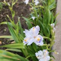 Iris Japponica 