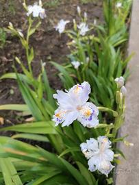 Iris Japponica 