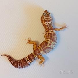 Geco leopardino