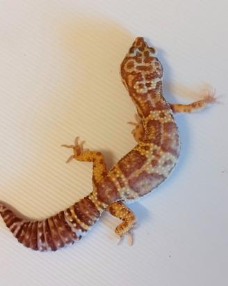 Geco leopardino