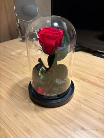 Rosa decorativa ars nova