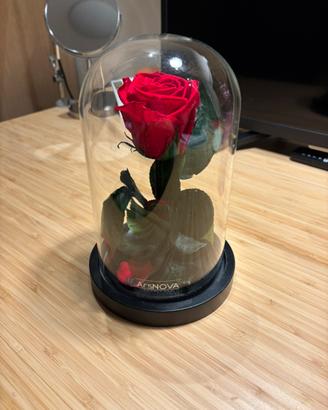 Rosa decorativa ars nova