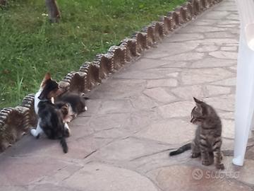 Animali domestici