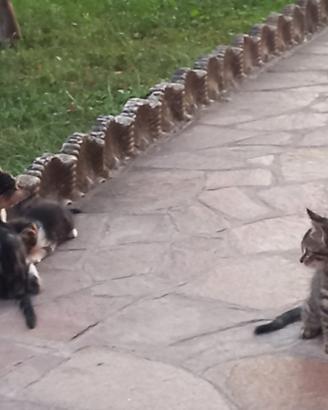 Animali domestici