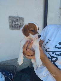 Cuccioli Jack Russell