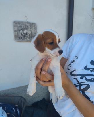 Cuccioli Jack Russell