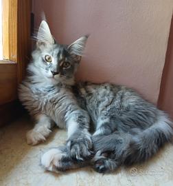 Dolcissima cucciola di Maine Coon