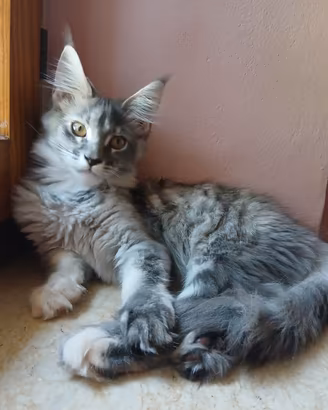 Dolcissima cucciola di Maine Coon
