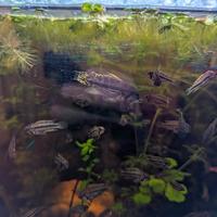 Apistogramma cacatuoides