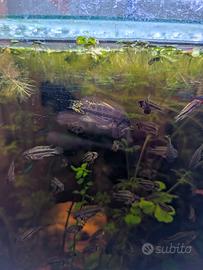 Apistogramma cacatuoides