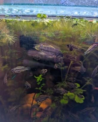 Apistogramma cacatuoides