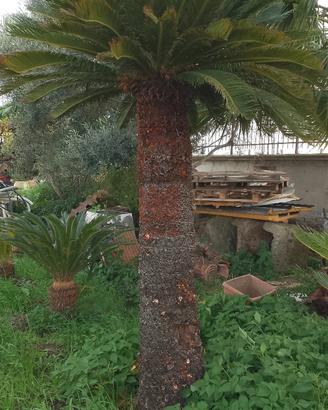 cicas e palma