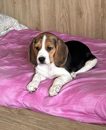 Beagle cucciolo