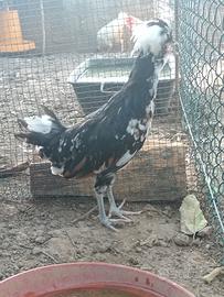 Gallo padovana 