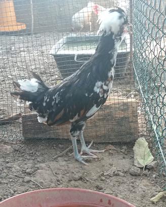 Gallo padovana 