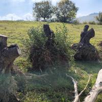 Tronco di olivo con radice