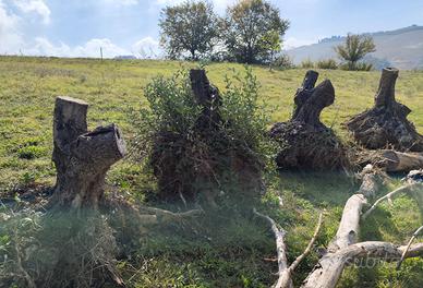 Tronco di olivo con radice