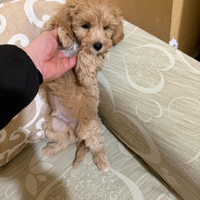 Maltipoo Mini Toy albicocca