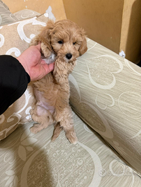 Maltipoo Mini Toy albicocca