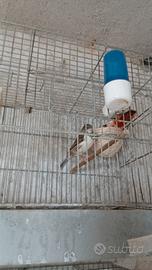 Coppie canarini arlecchini portoghesi