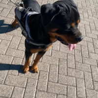 Rottweiler 2 anni